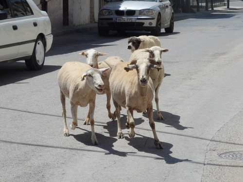 The Sheep Dog is herding sheep through the town.